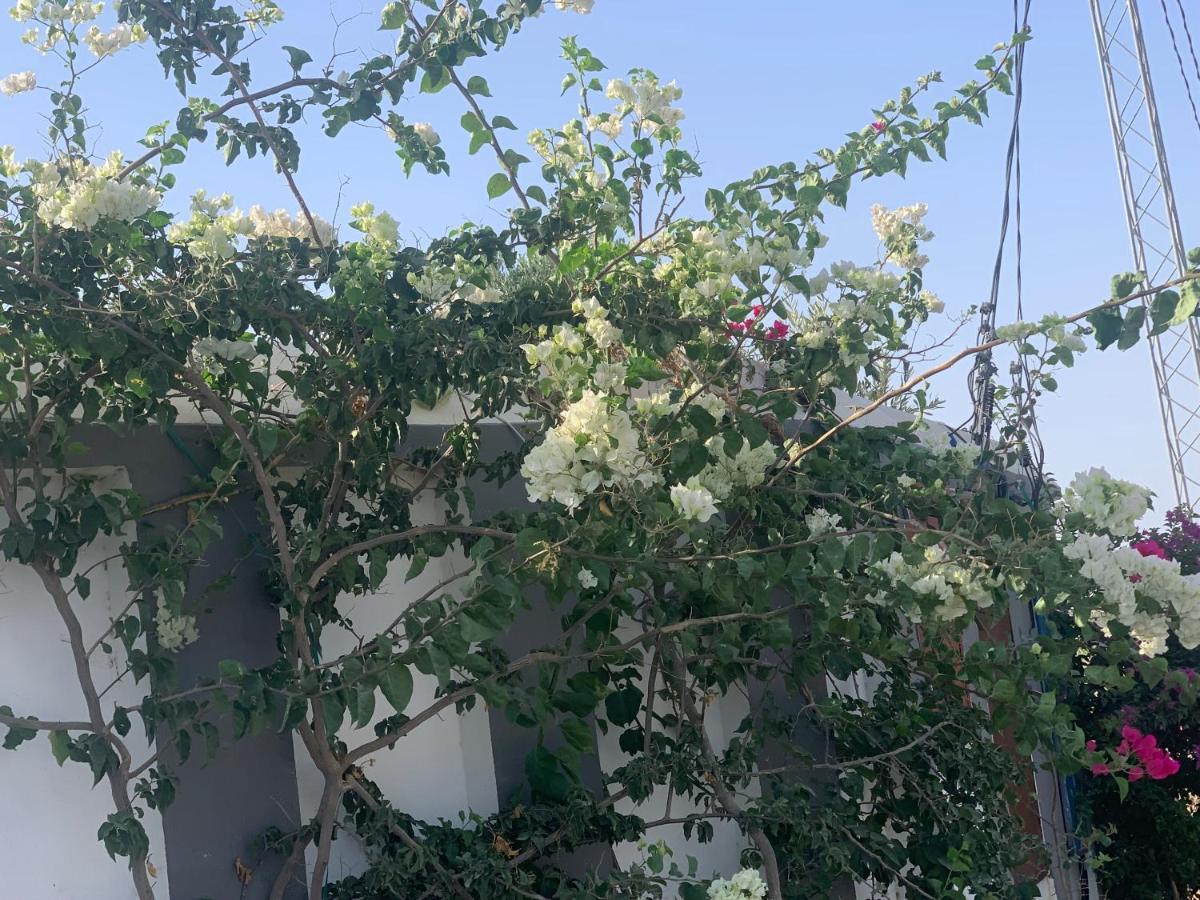 Villa Olivia, Yasmine Hammamet, Bouficha Exterior photo